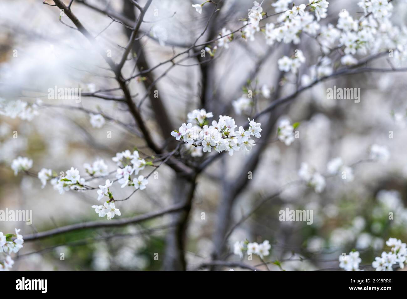In spring, the cherry blossoms are in full bloom Stock Photo - Alamy