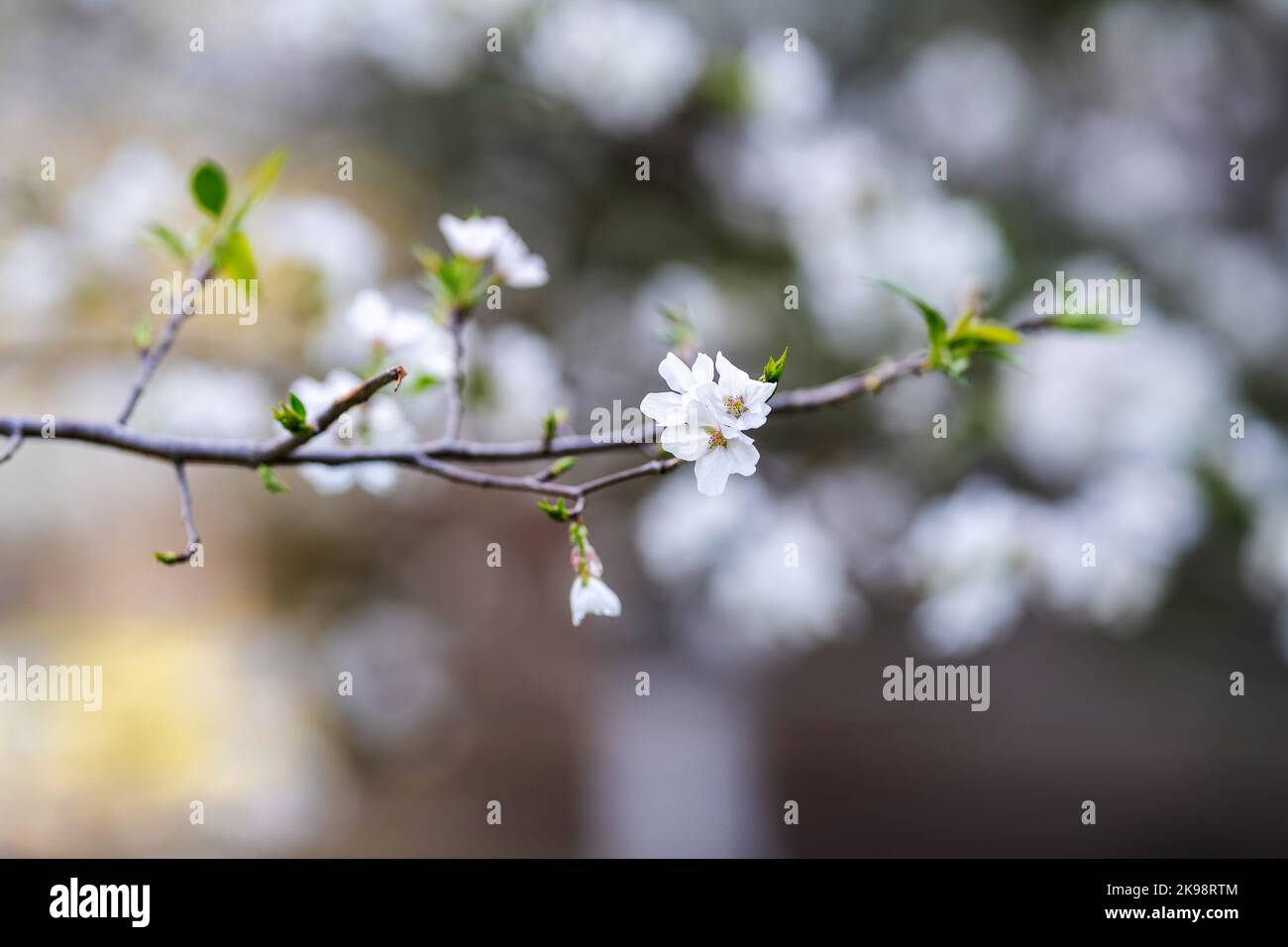 Cherry blossoms are in full bloom hi-res stock photography and images ...