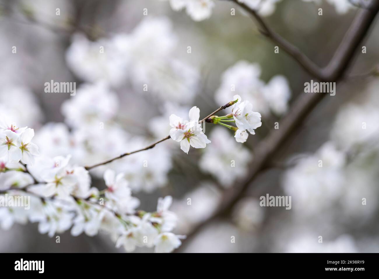 In spring, the cherry blossoms are in full bloom Stock Photo - Alamy