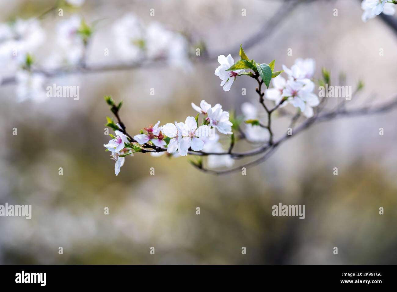 In spring, the cherry blossoms are in full bloom Stock Photo - Alamy