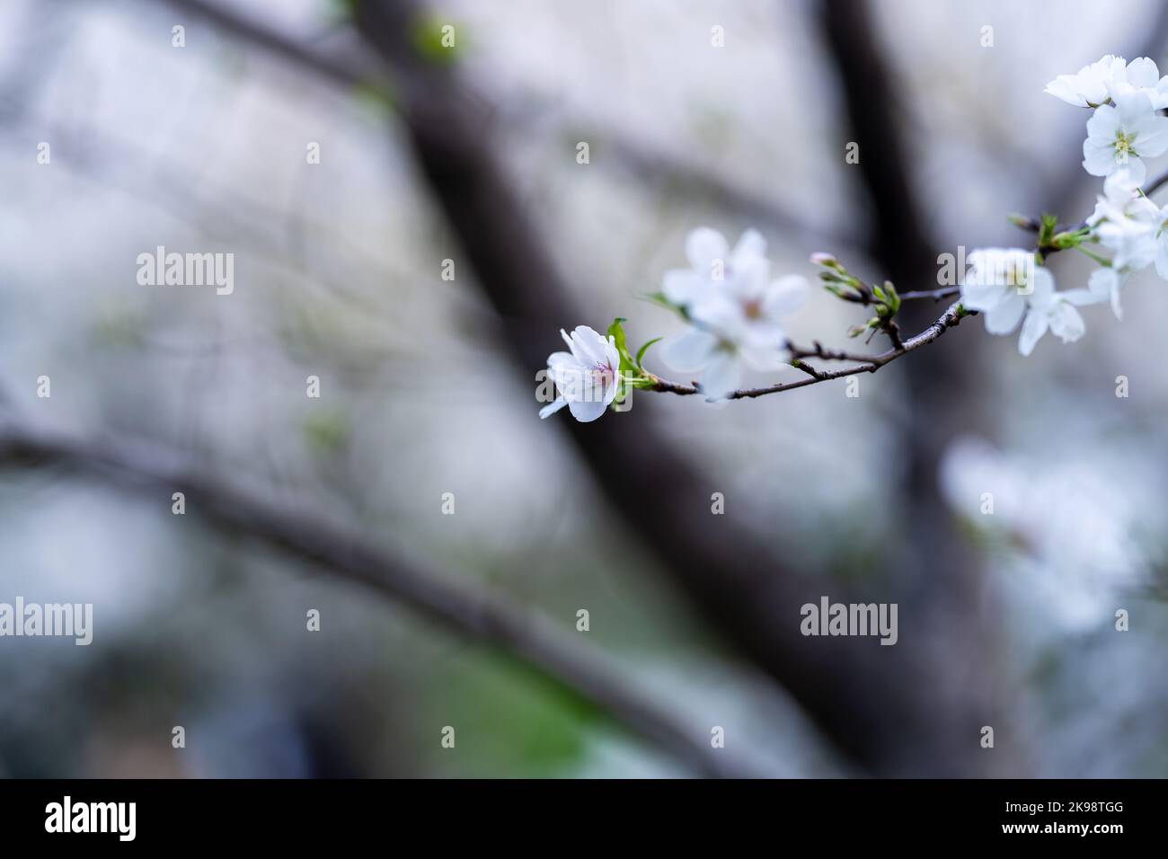 In spring, the cherry blossoms are in full bloom Stock Photo - Alamy