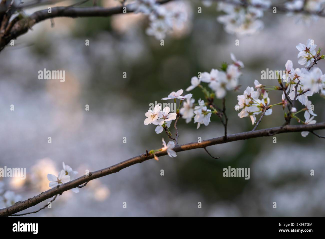 In spring, the cherry blossoms are in full bloom Stock Photo - Alamy