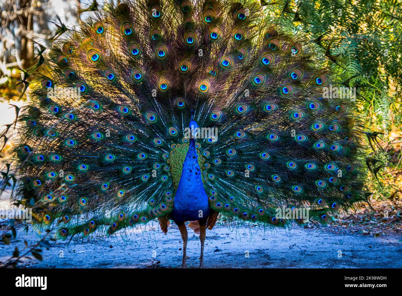 wild Male Indian Peacock in the early morning light displaying his tail feathers . Pavo cristatus Stock Photo