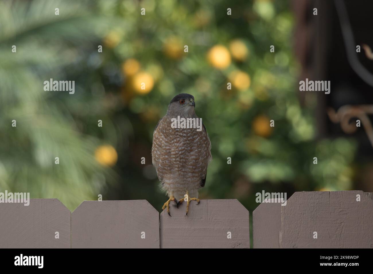 Mature coopers hawk Accipiter cooperii  perched on a garden fence in Southern California : USA Stock Photo