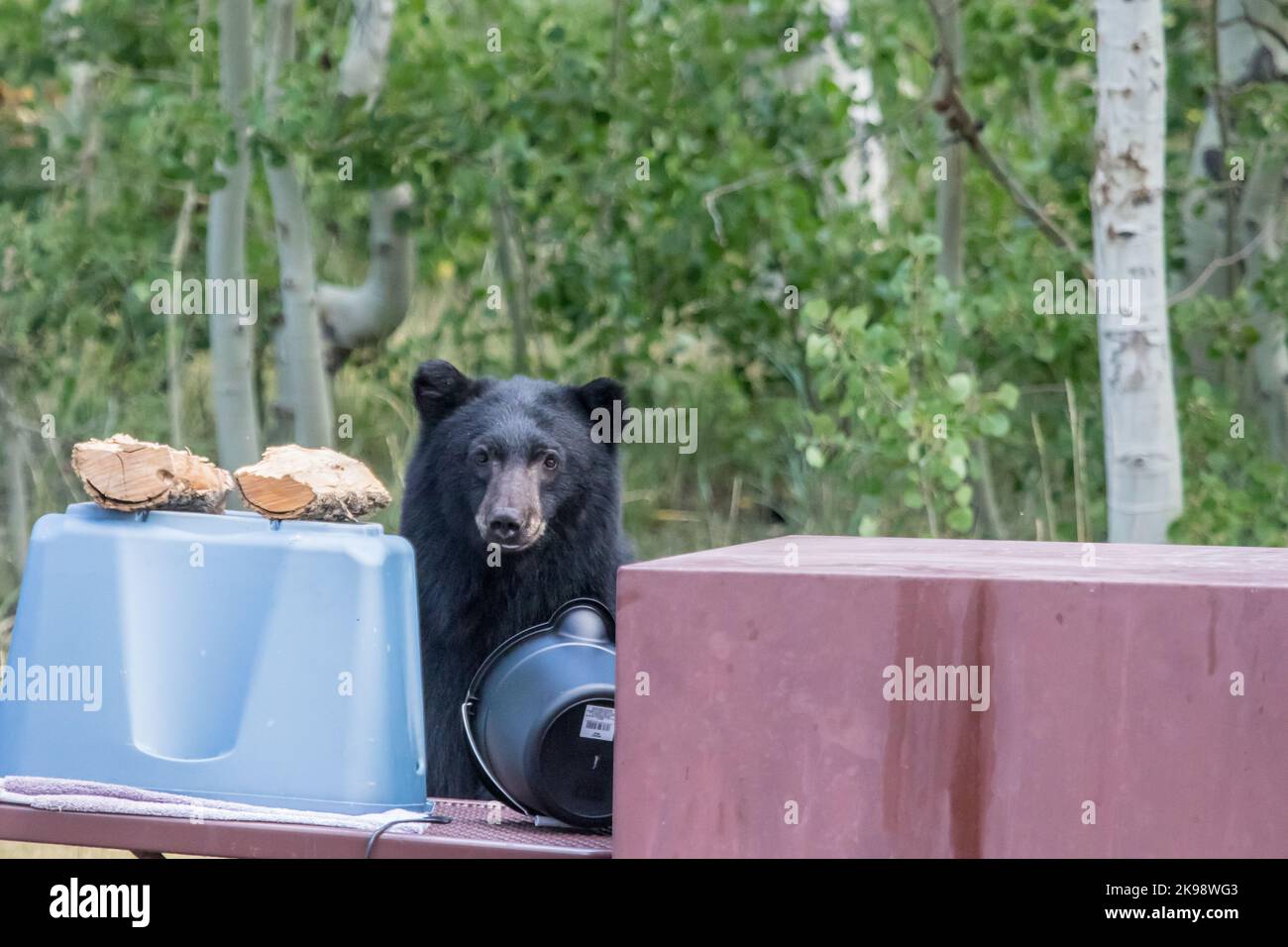 Wild  California black bear scavenging through a Campground looking for any food left out of bear boxes. Inyo National forest, California. USA Stock Photo