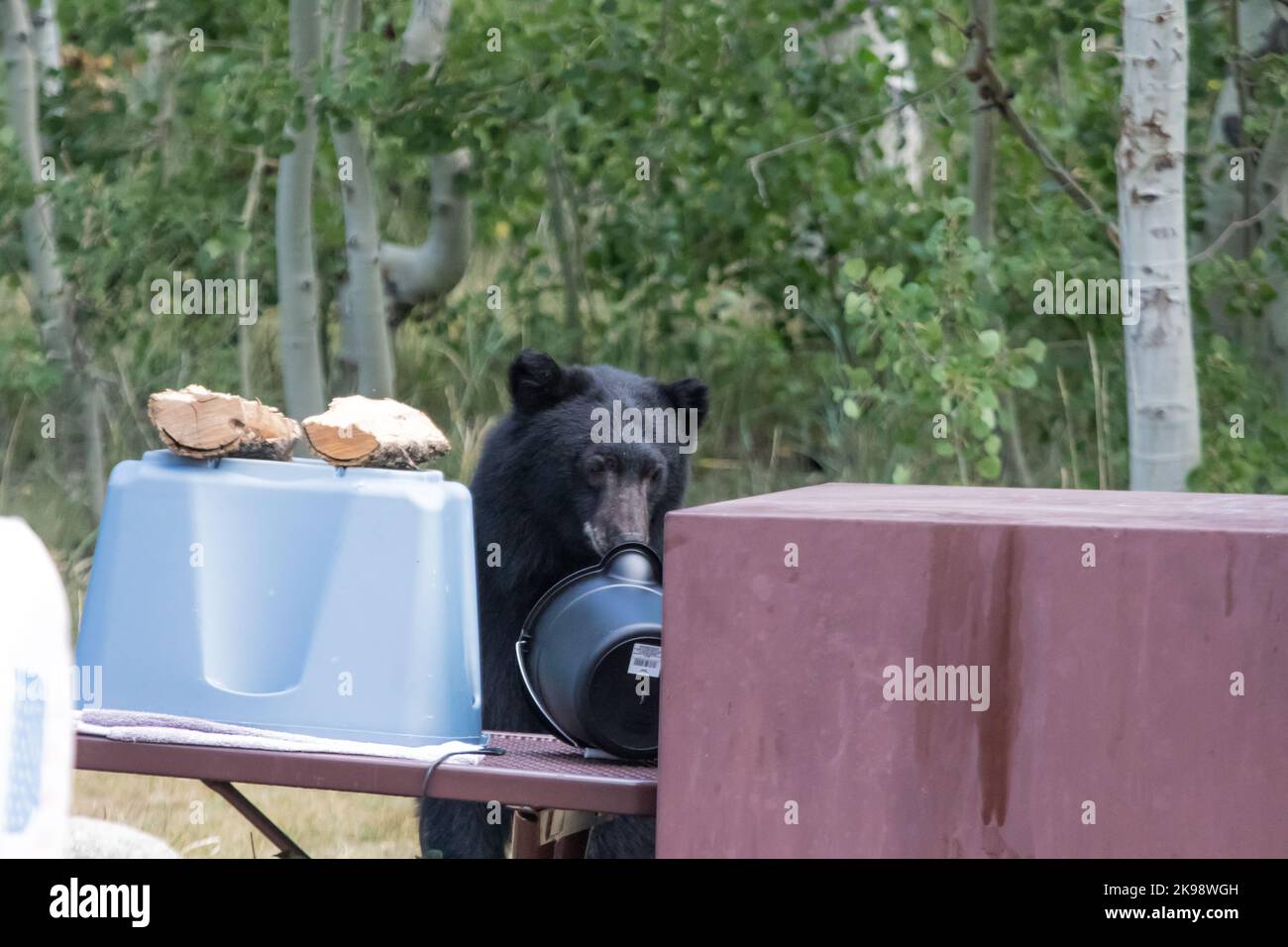 Bear box campsite hires stock photography and images Alamy
