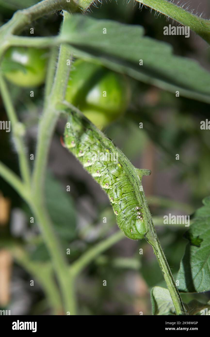tobacco hornworm Manduca sexta feeding on a tomato plant in Southern California. Stock Photo
