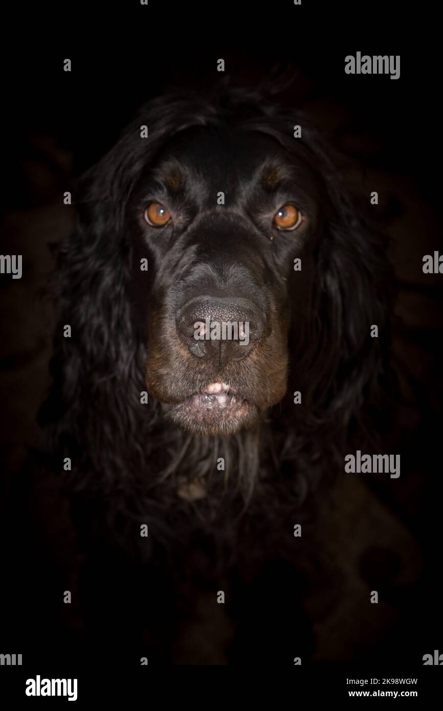 Gordon Setter dog portrait with a black background for halloween . Gordon setters are an endangered breed of dog. Stock Photo