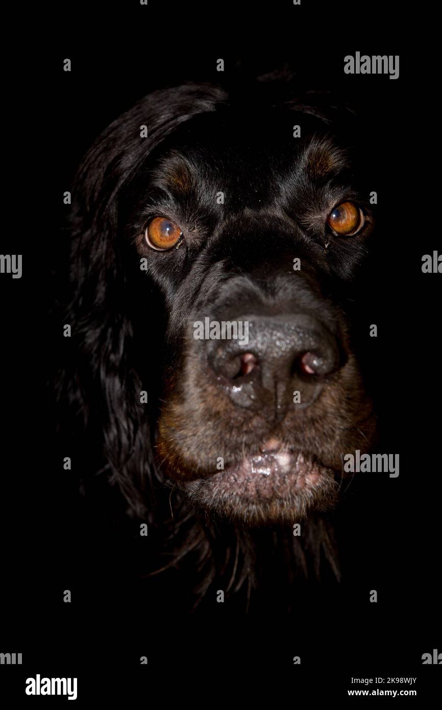 Gordon Setter dog portrait with a black background for halloween . Gordon setters are an endangered breed of dog. Stock Photo