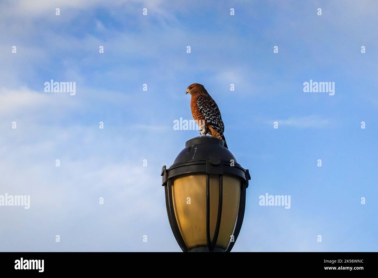 Red shouldered Hawk  ( Buteo lineatus ) perched on a street light in Irvine California , USA Stock Photo