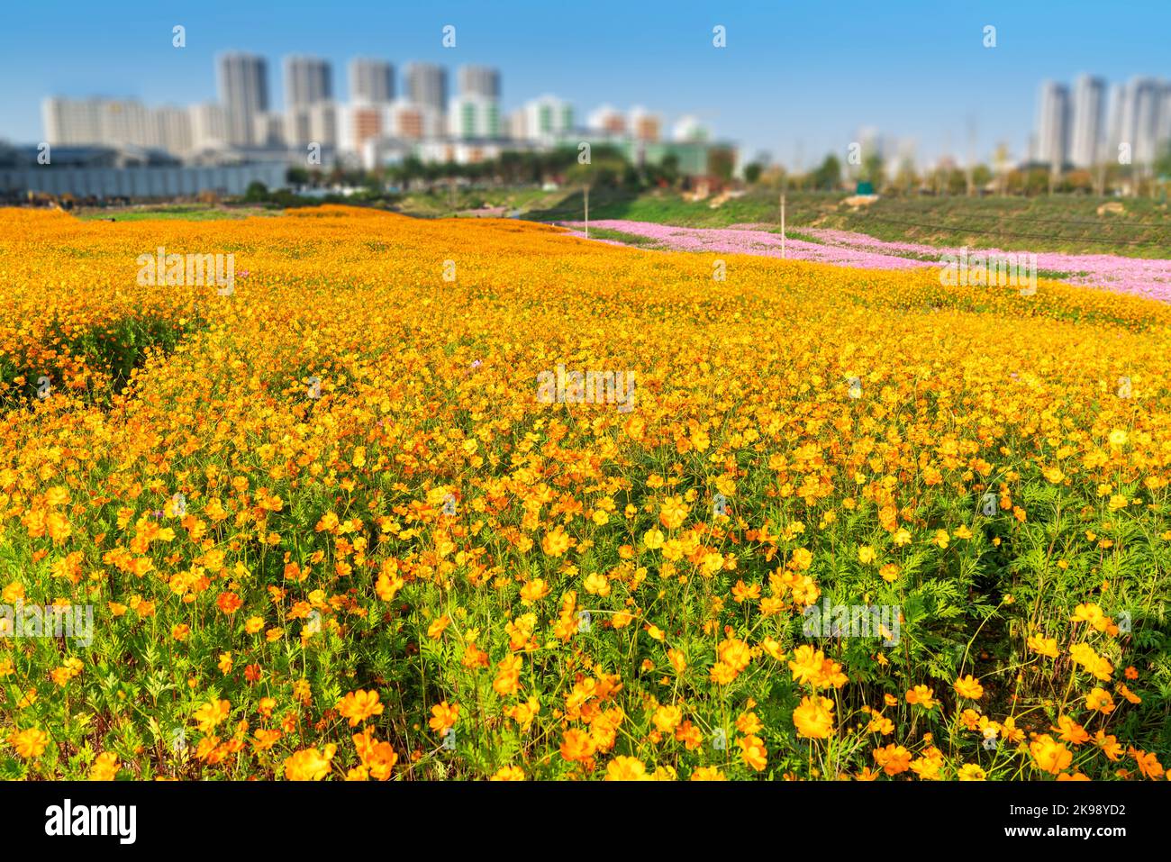 Cosmos flower field mountain hi-res stock photography and images - Alamy