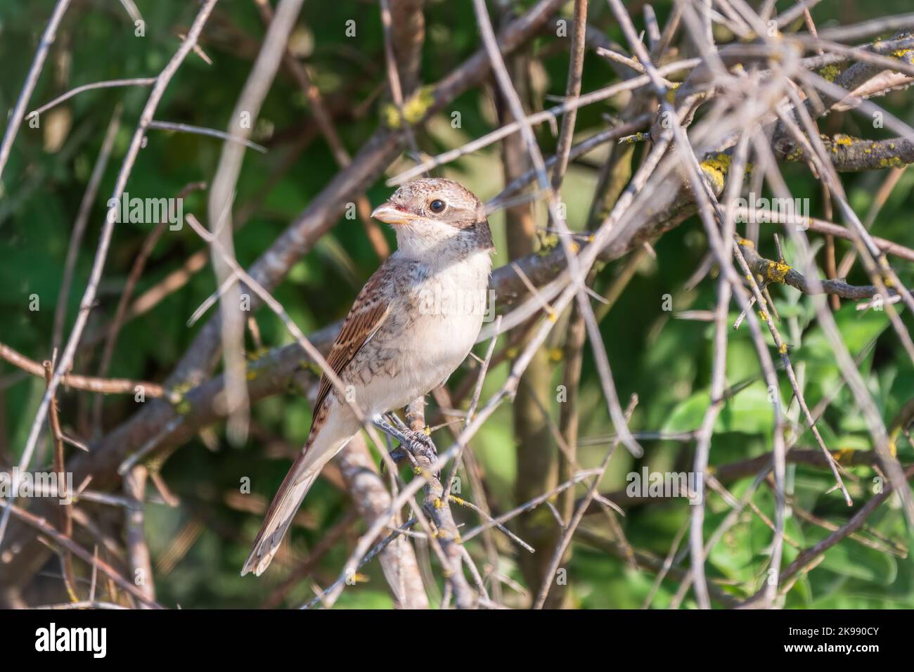 Juvenile Red-backed Shrike sitting on a tree branch. Red-backed shrike ...