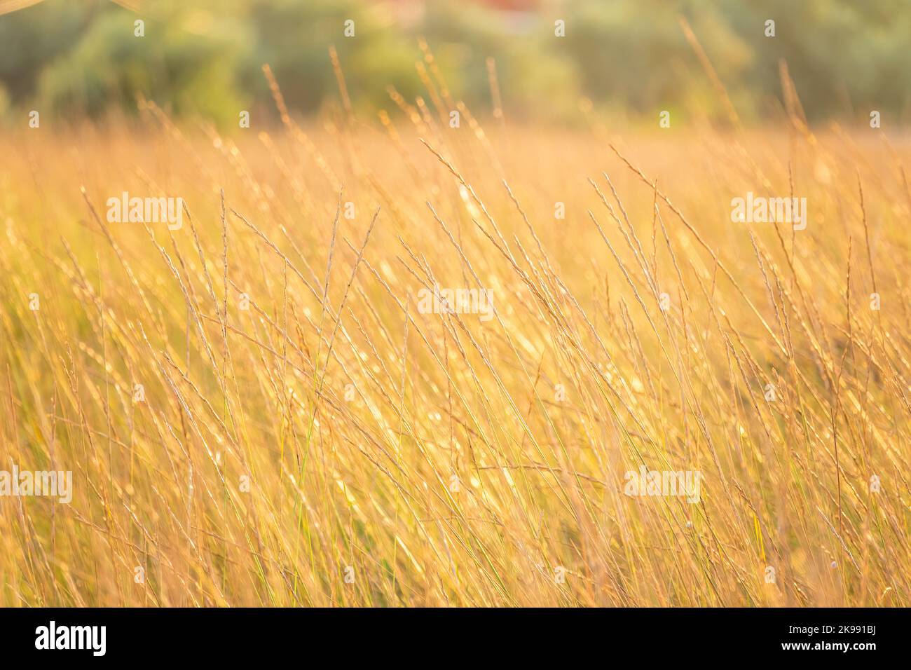 Blowing Reed Background Yellow reed in the field. Bright natural background with sunset ...
