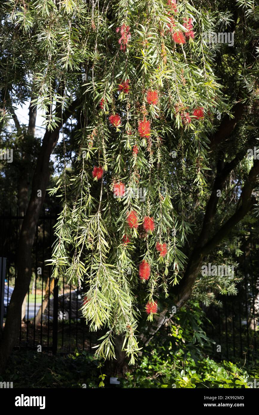 Callistemon viminalis weeping bottlebrush tree Stock Photo Alamy