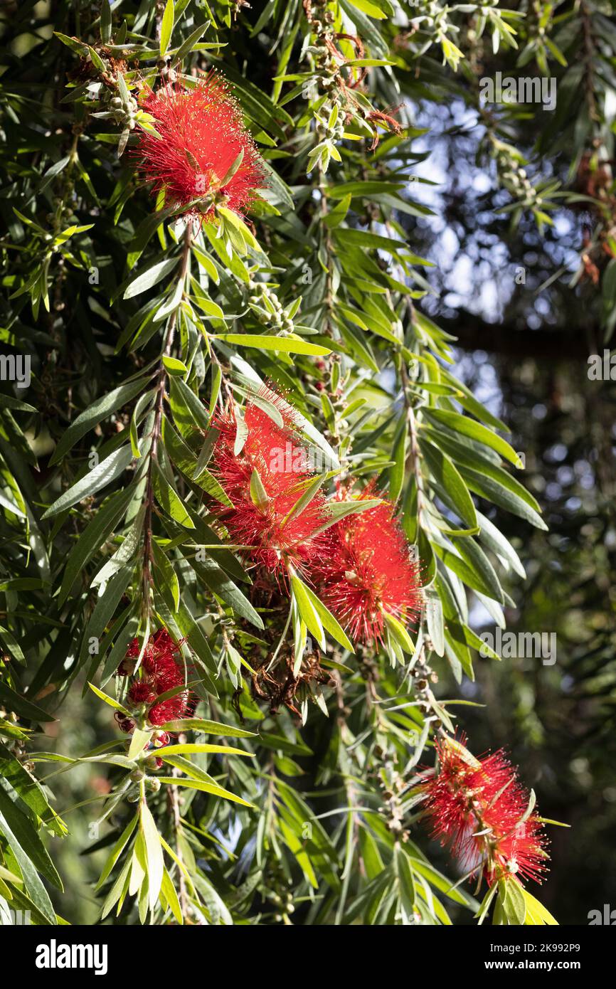 Callistemon viminalis weeping bottlebrush tree Stock Photo Alamy