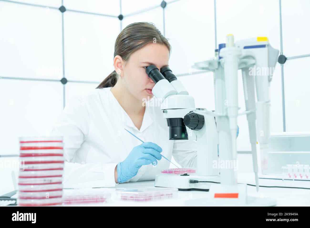 female laboratory assistant examines the culture of pathogenic microbes from samples taken from a shopping center. Hygiene control concept Stock Photo