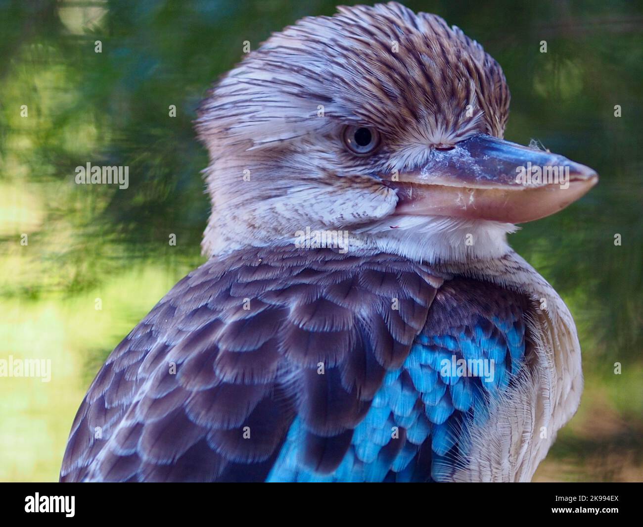 Spectacular distinctive Blue-winged Kookaburra with keen eyes & dazzling plumage Stock Photo