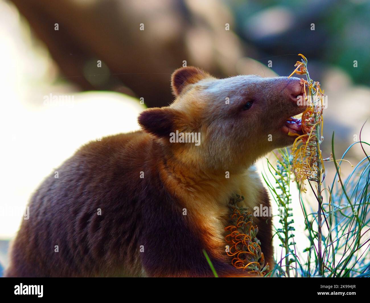 Marvellous handsome male Goodfellow's Tree-Kangaroo munching on Grevillea blossoms. Stock Photo