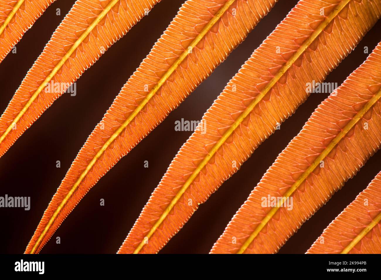 Close-up underside of a young orange fern leaf show venation textures within the leaf against black blurred in the background. Stock Photo