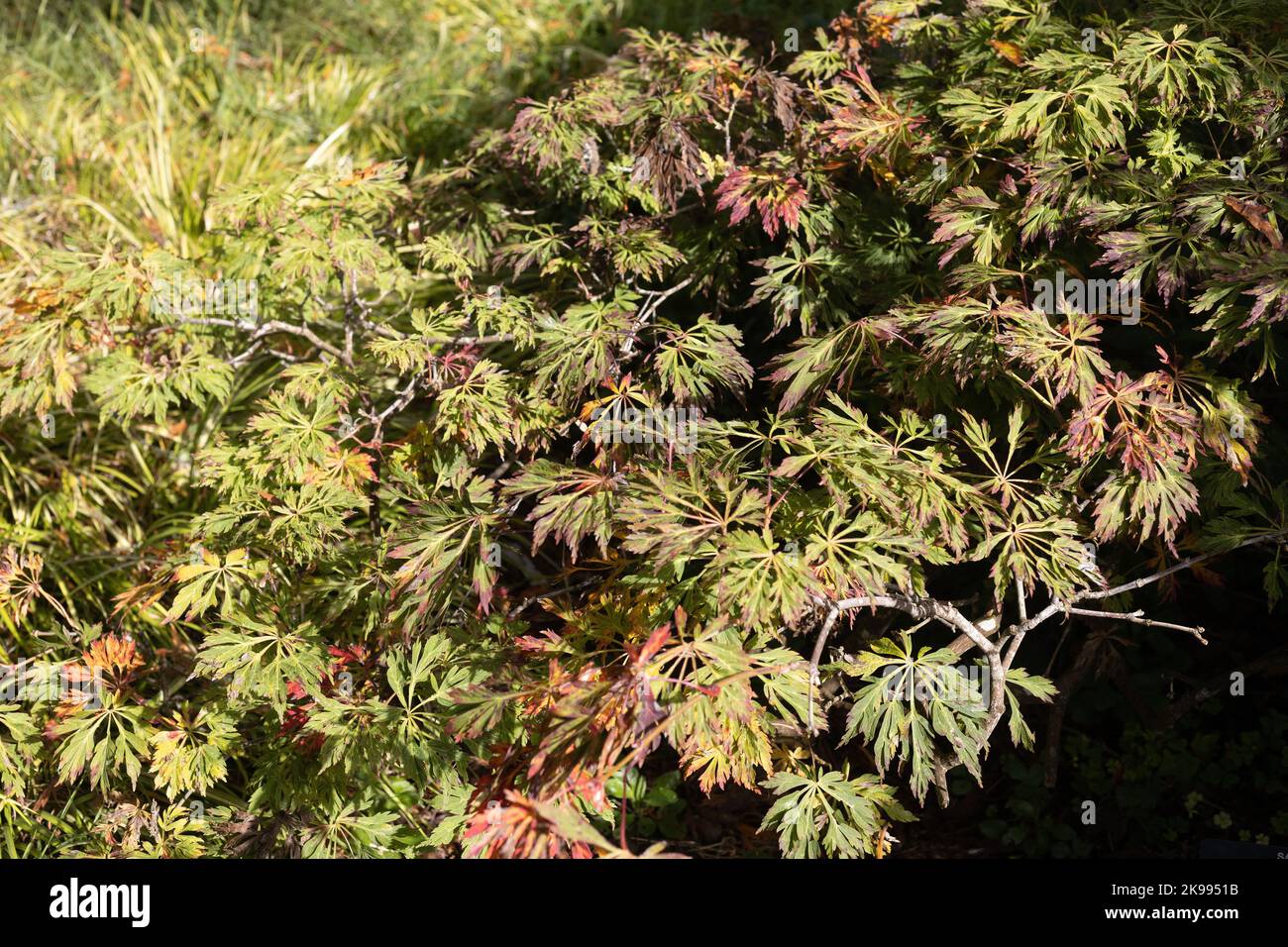 Acer palmatum garden october hi-res stock photography and images - Alamy