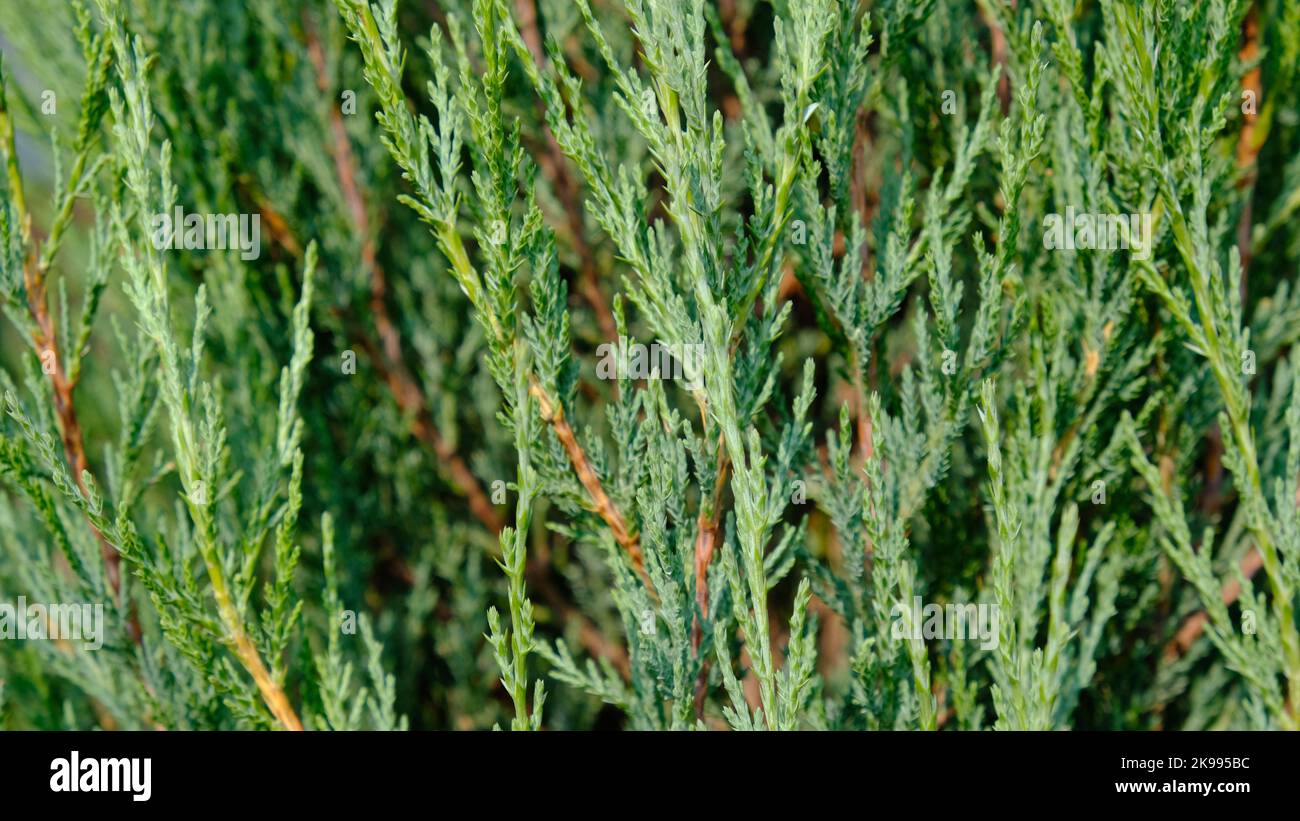 Juniper hedge texture as coniferous natural textured background.  Stock Photo