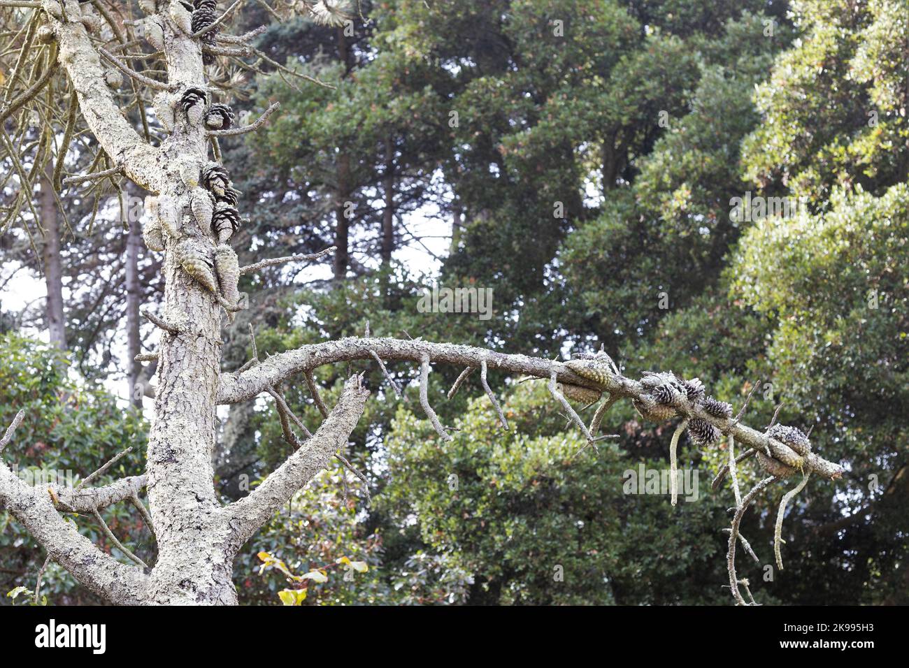 Pinus attenuata - knobcone pine tree. Stock Photo