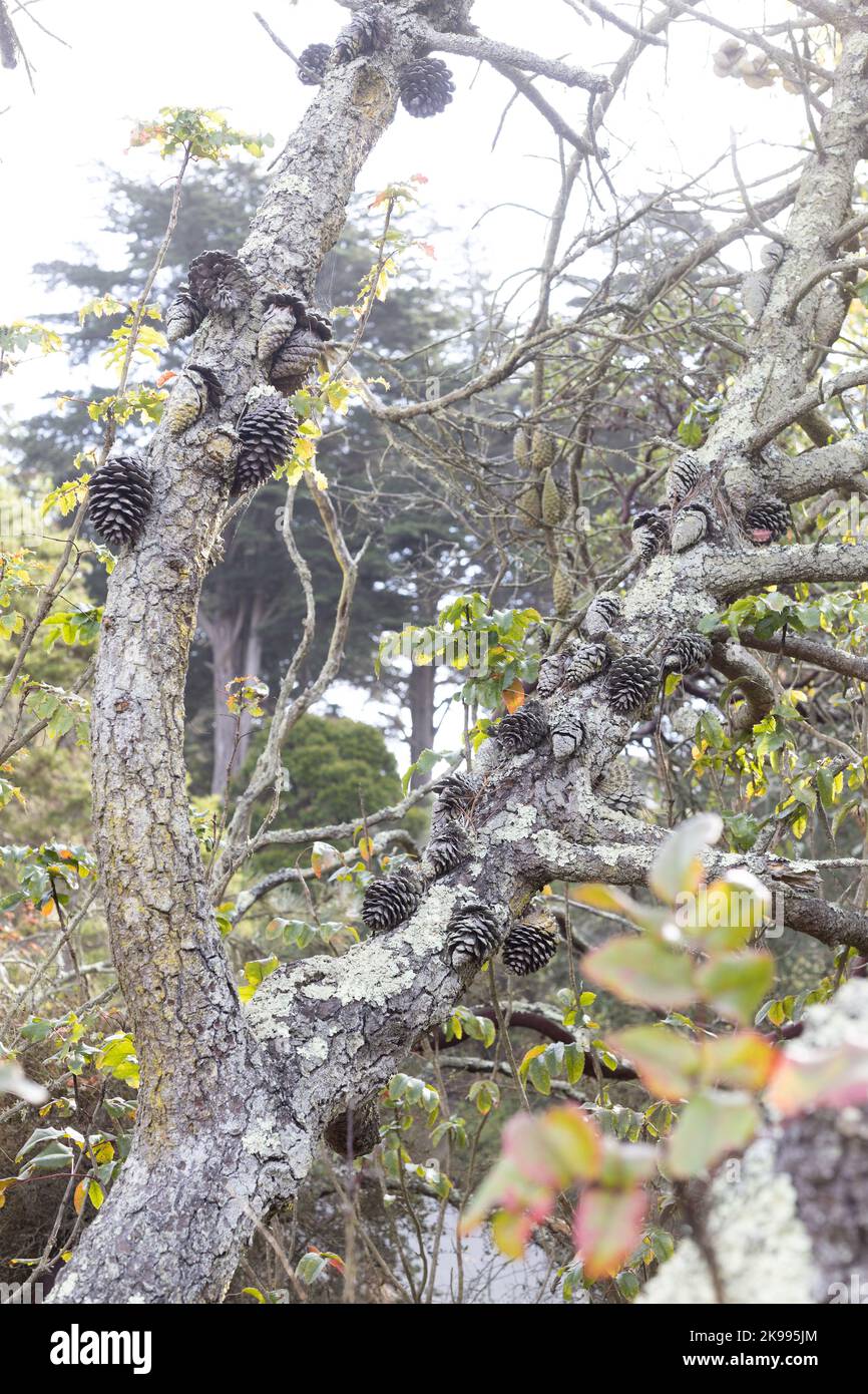 Pinus attenuata - knobcone pine tree. Stock Photo