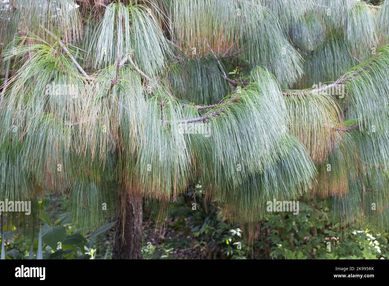 Pinus pseudostrobus var. apulcensis close up. Stock Photo