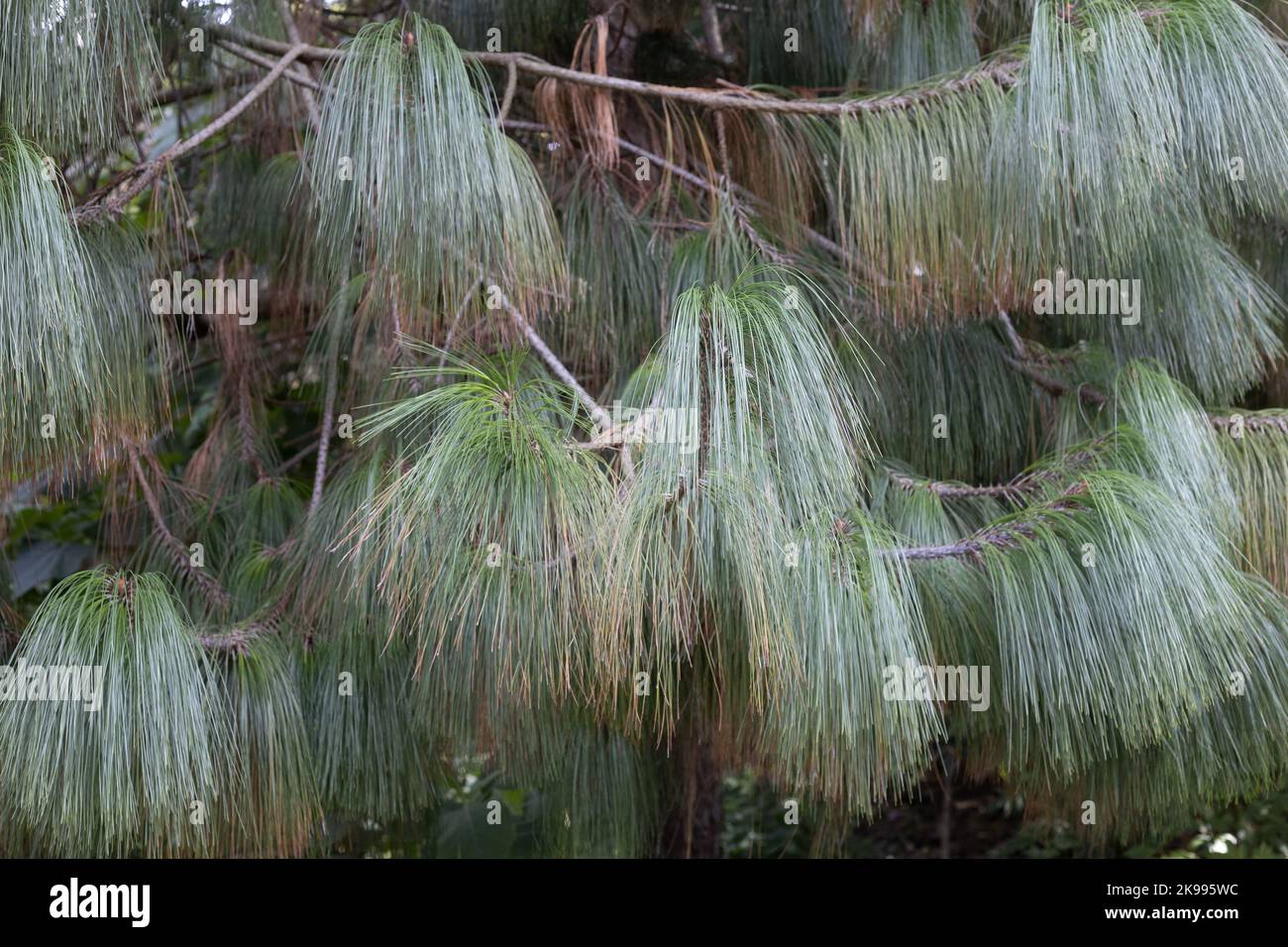Pinus pseudostrobus var. apulcensis close up. Stock Photo