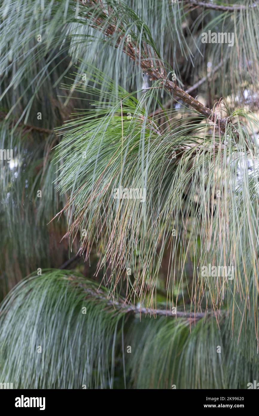 Pinus pseudostrobus var. apulcensis close up. Stock Photo