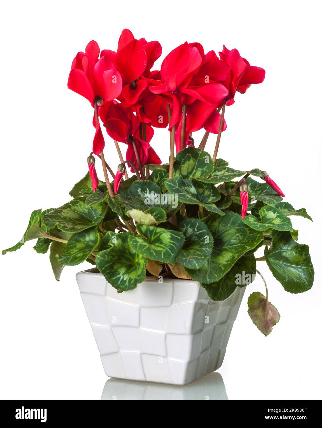 Florist's cyclamen, Cyklamen (Cyclamen persicum) Stock Photo