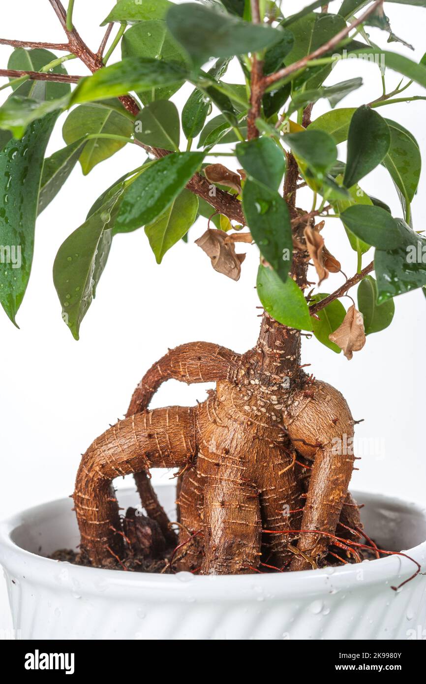 Ficus Bonsai Tree, Dvärgfikus (Ficus retusa Stock Photo Alamy