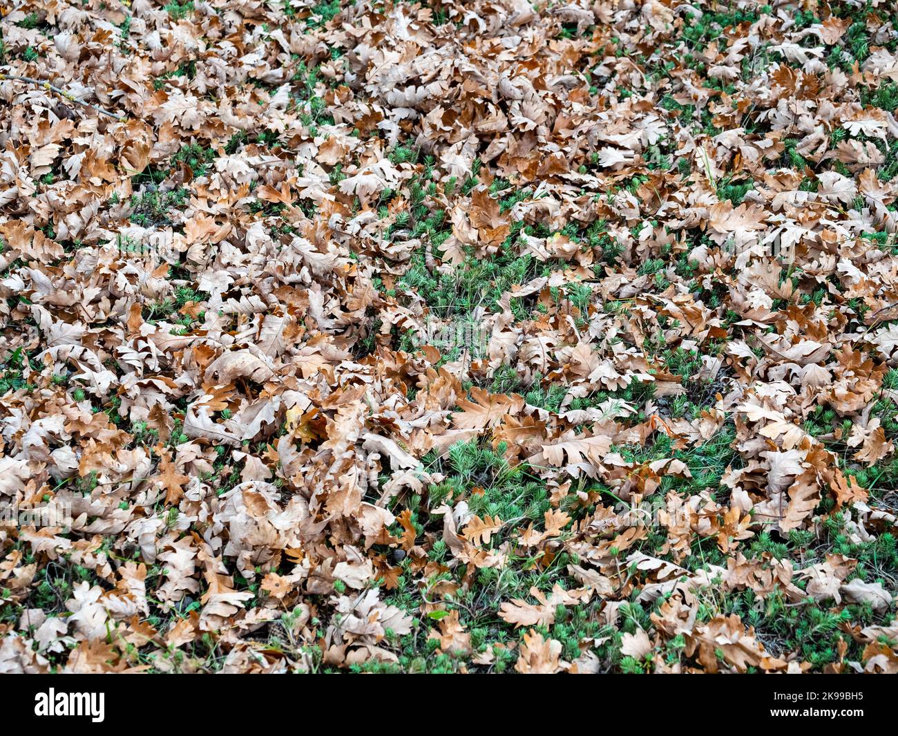 Dried yellow fallen leaves scattered on the green grass Stock Photo - Alamy