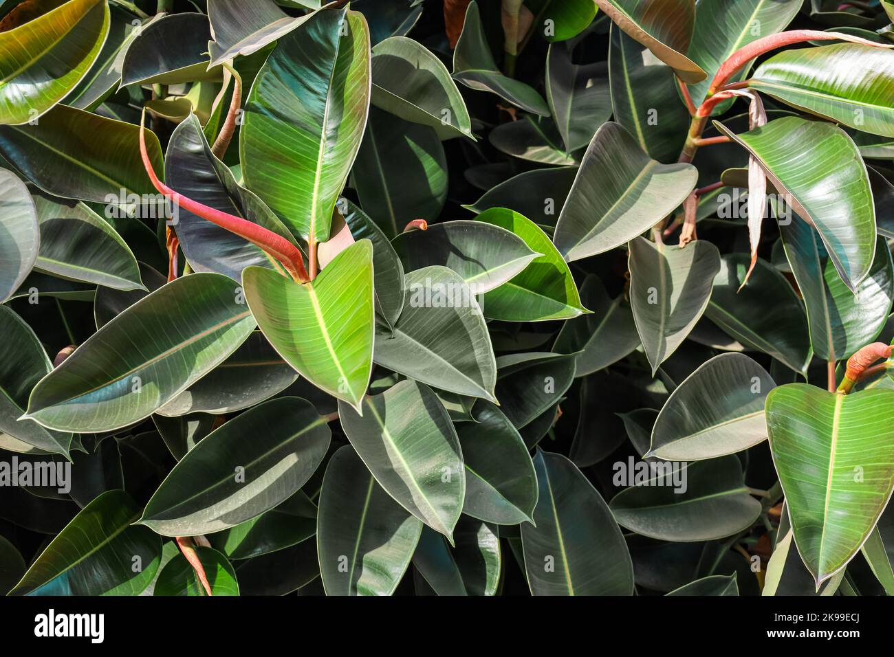 Closeup blooming flowers ficus hi-res stock photography and images - Alamy
