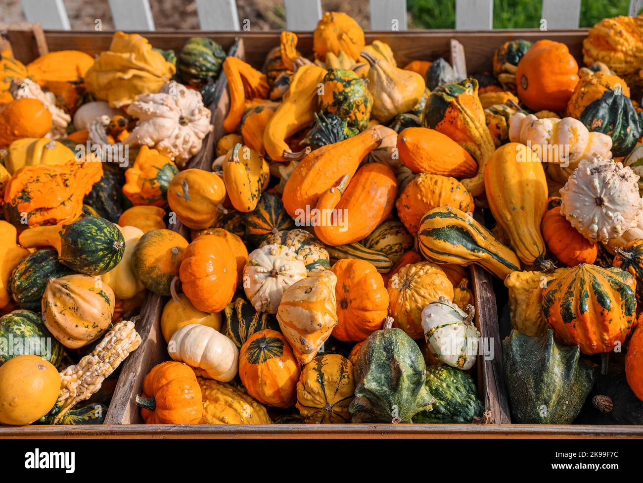 Stand with fresh pumpkins at farm, closeup Stock Photo - Alamy