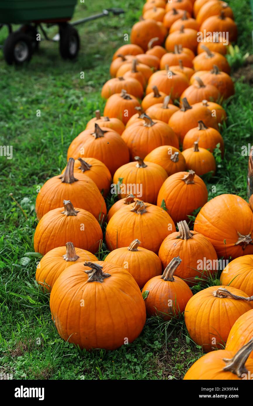 Orange pumpkins on green grass at farm Stock Photo - Alamy