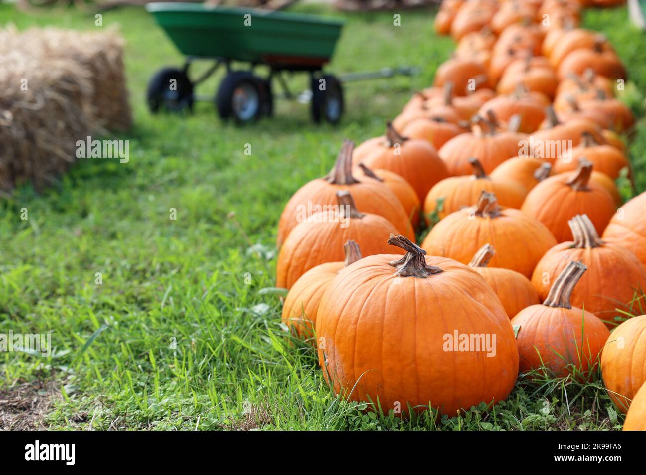 Orange pumpkins on green grass at farm, closeup Stock Photo - Alamy