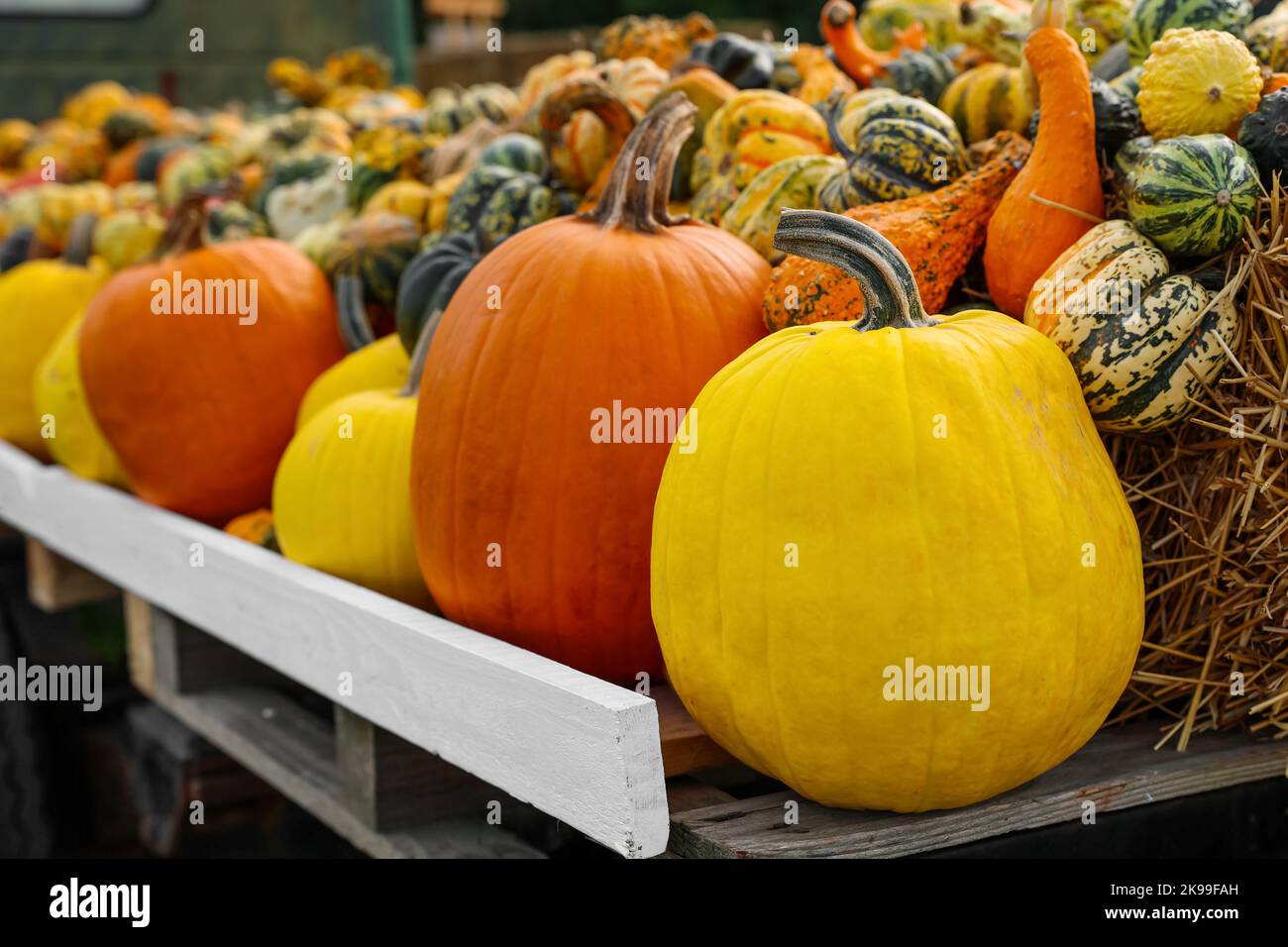 Truck with fresh pumpkins at farm, closeup Stock Photo - Alamy