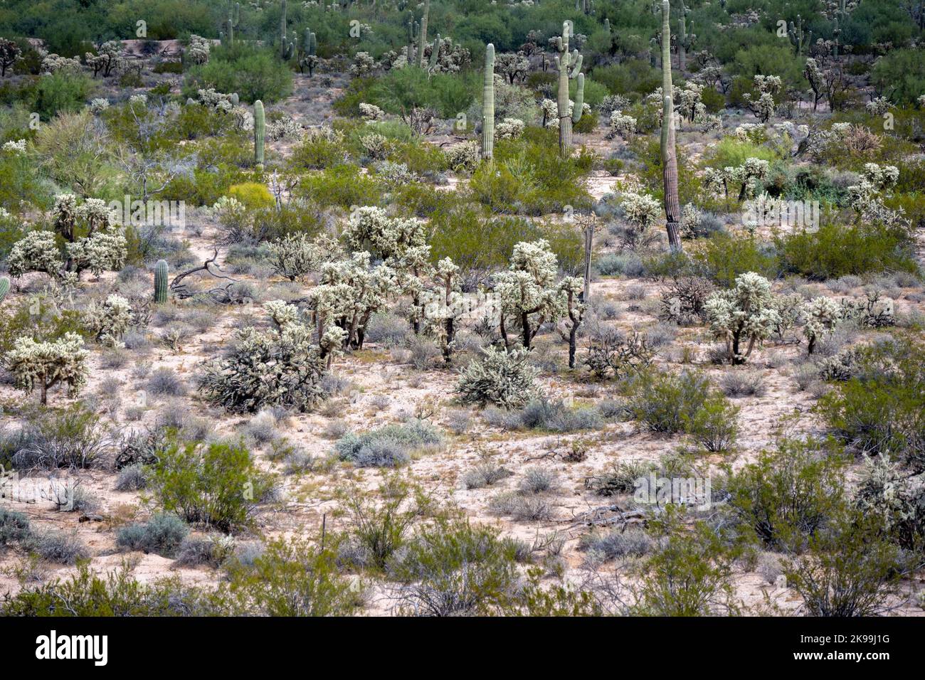Desert ecosystem hi-res stock photography and images - Alamy