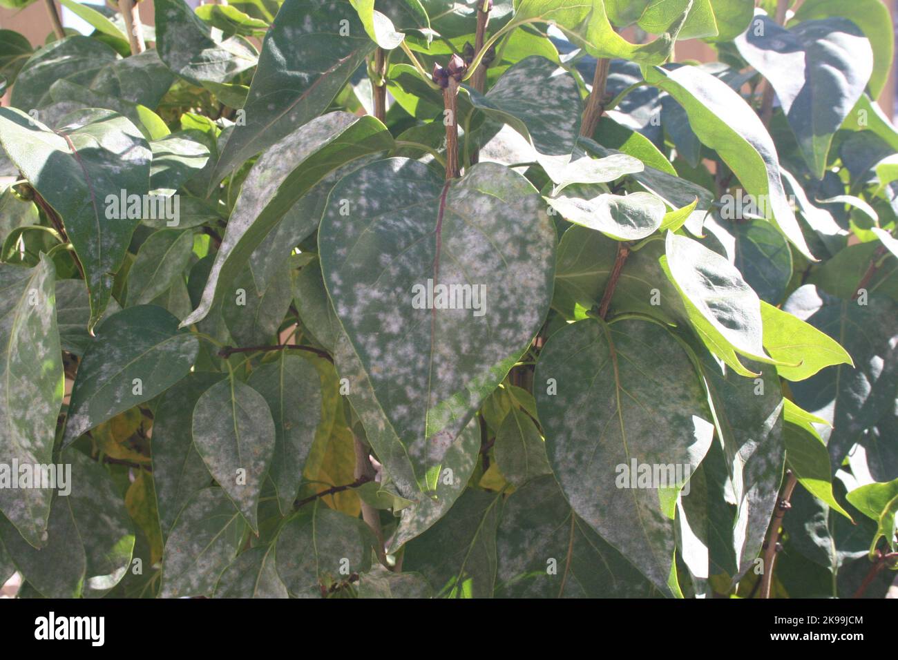 Powdery Mildew on Lilacs Stock Photo Alamy