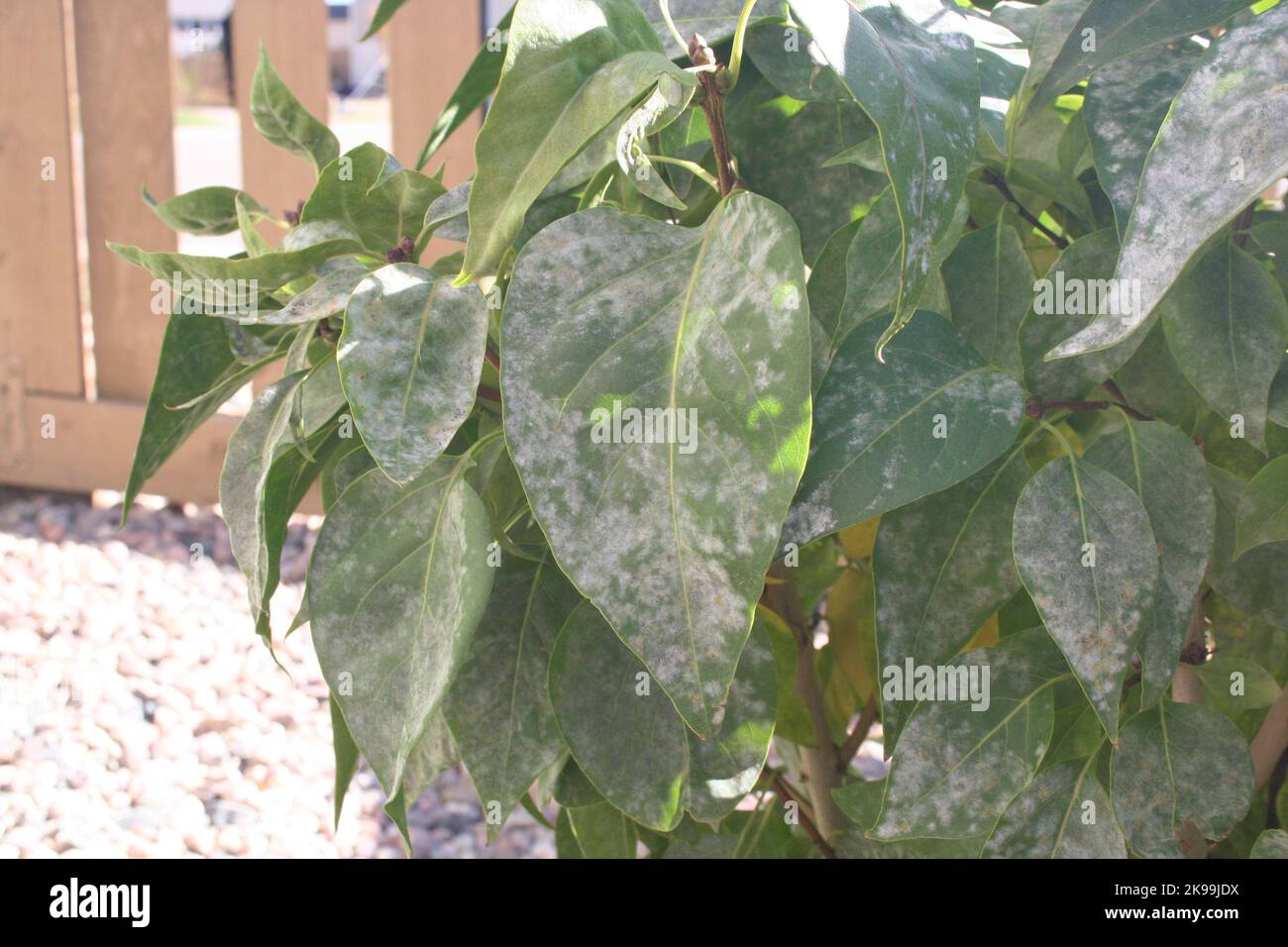Powdery Mildew on Lilacs Stock Photo Alamy