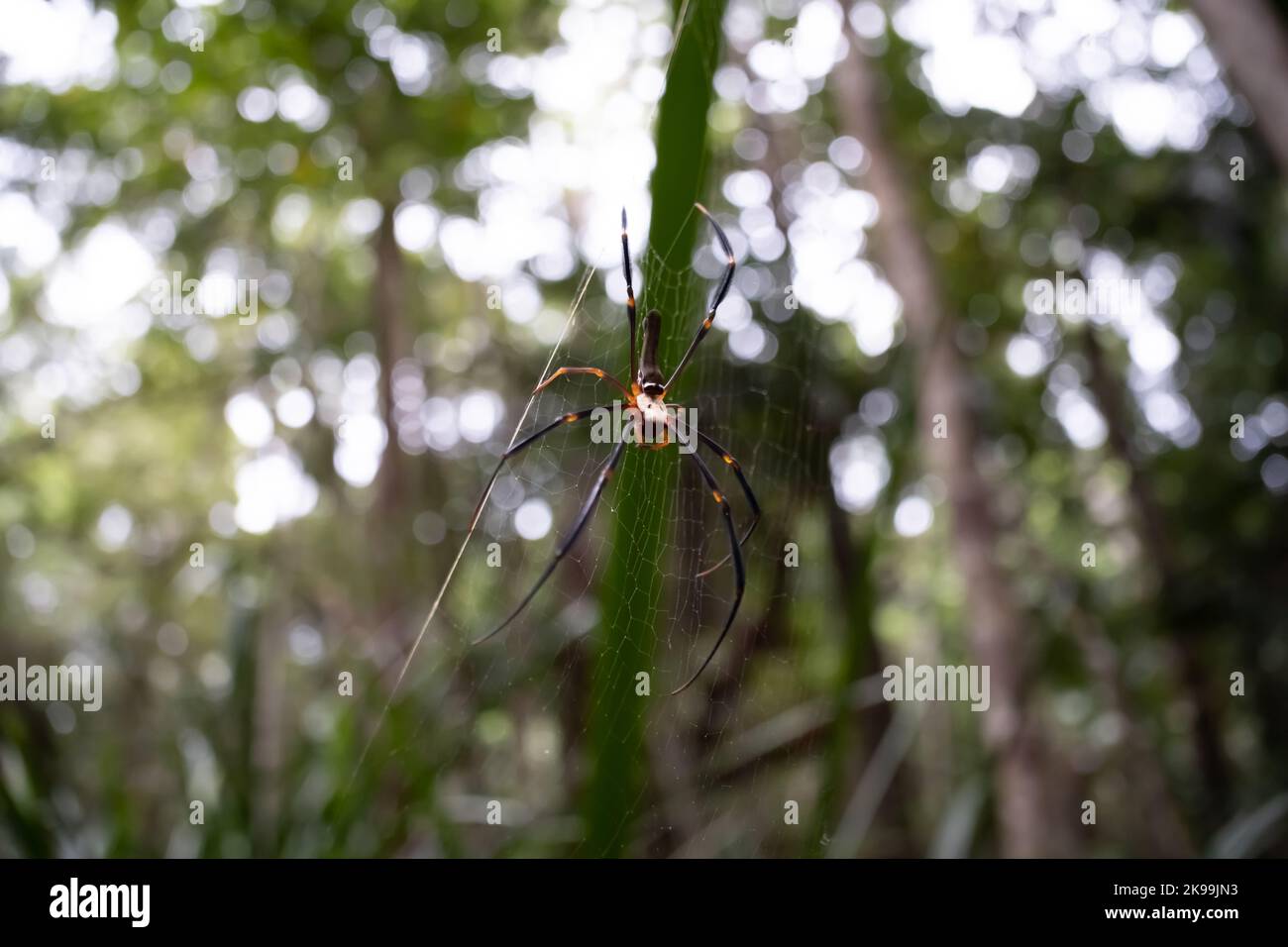 Image of Golden orb spider in daintree rainforest, Cairns, Queensland, Australia Stock Photo Alamy