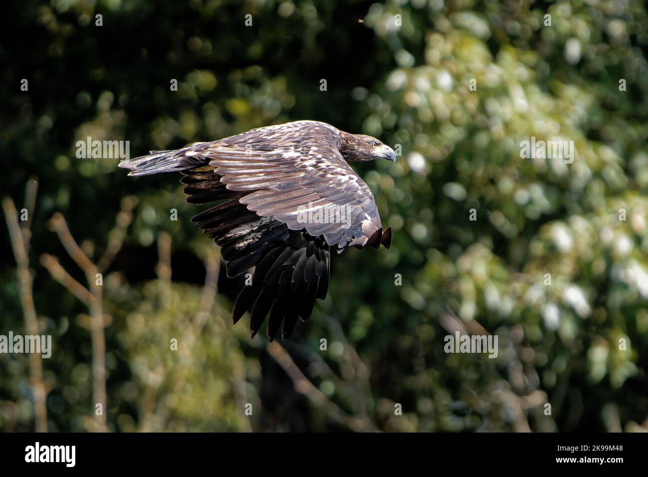 Hawk Action Shot Closeup flight shot hi-res stock photography and images - Alamy