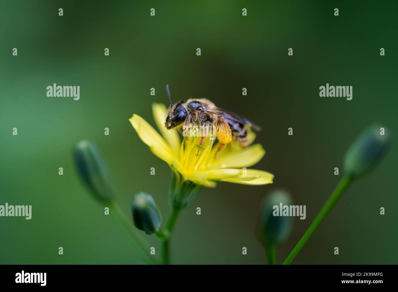 Bee with legs full of pollen hi-res stock photography and images - Alamy