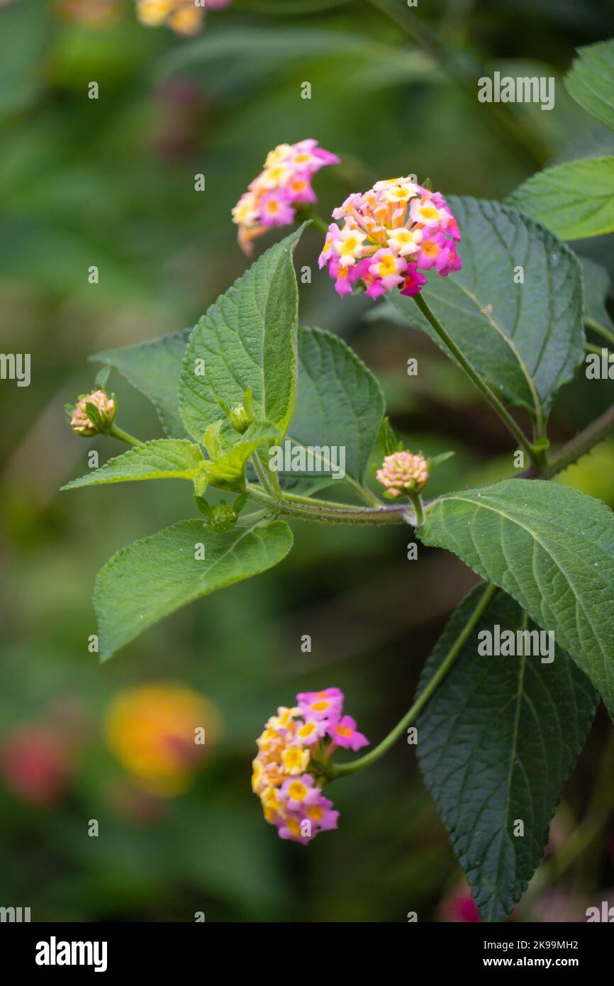 Beautiful lantana flowers in tropical Queensland, Australia Stock Photo Alamy