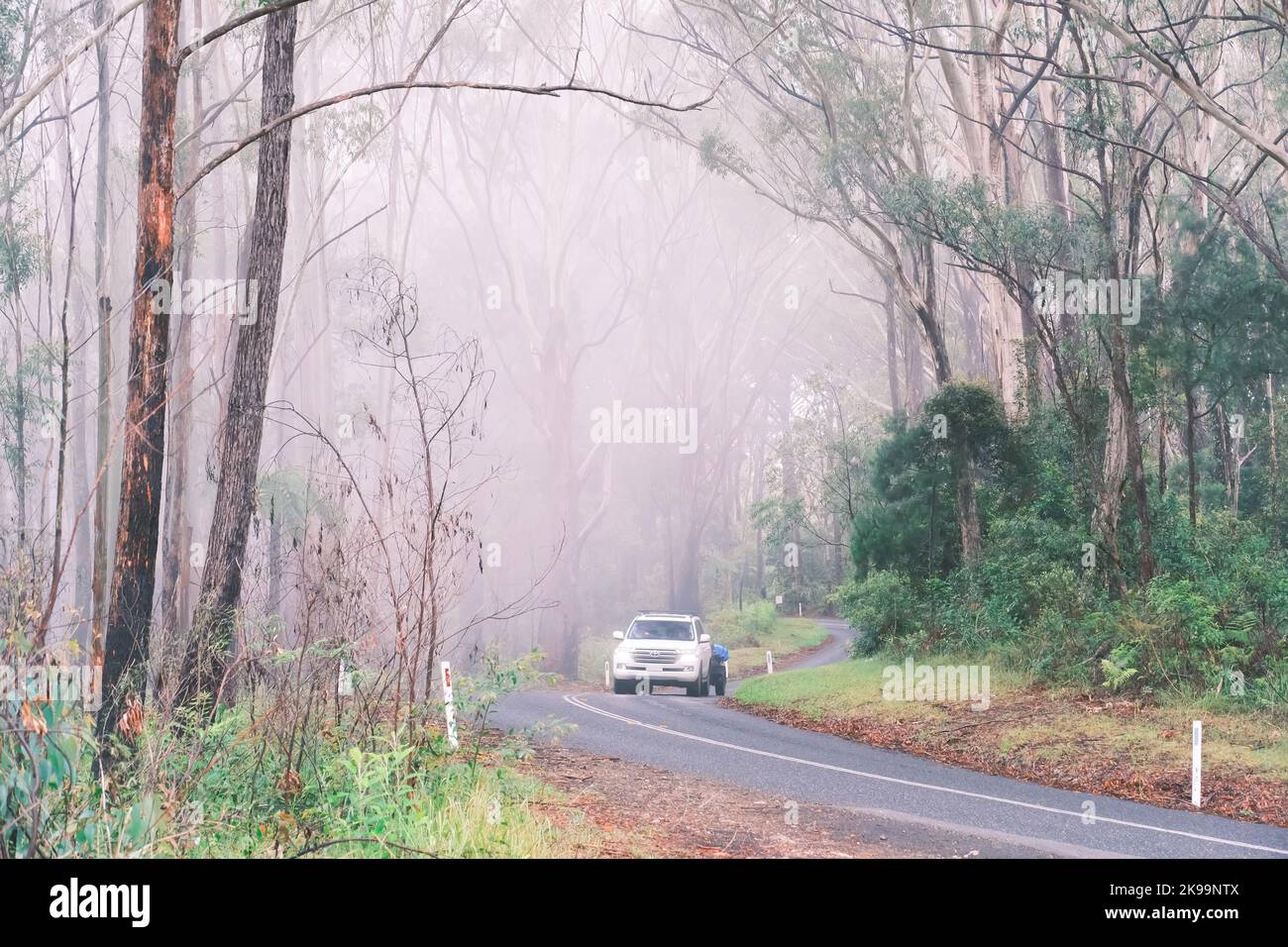 A car is driving through beautiful mist and forest of Springbrook