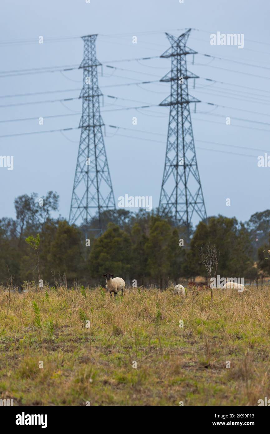 A vertical shot of a meadow with grazing sheep Stock Photo - Alamy