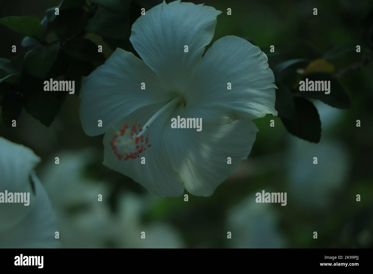 Close up of Hibiscus rosasinensis, known colloquially as Chinese
