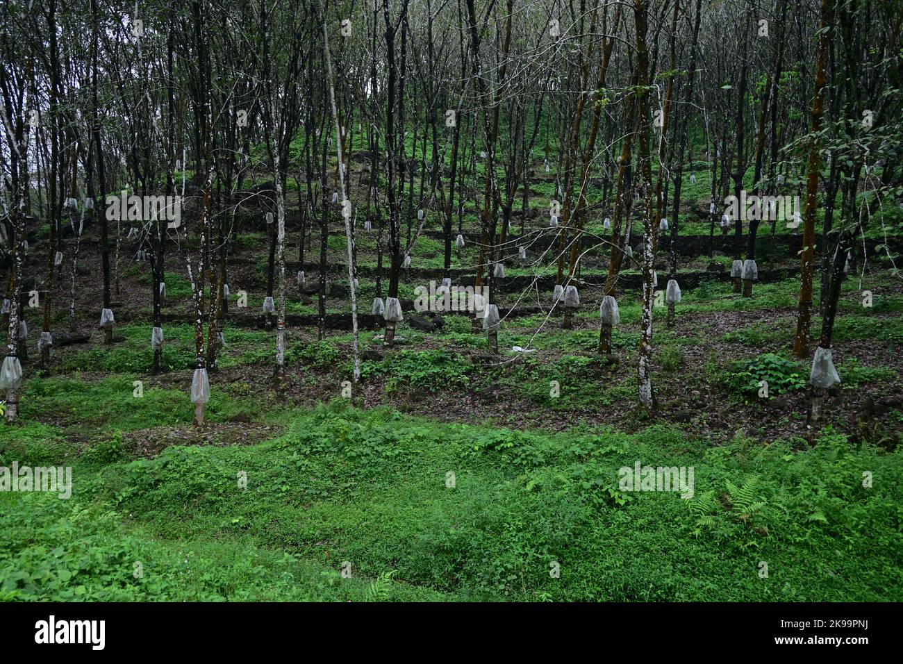 A Sri Lankan low country Rubber plantation with rain guard covers