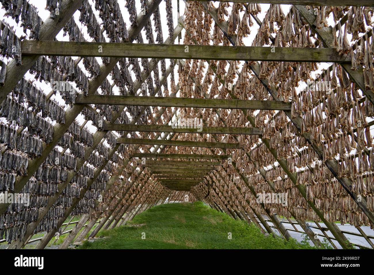 The fish dryer racks with white headless cod in the north of Norway ...